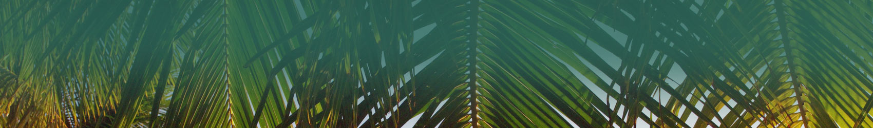 Palm leaves