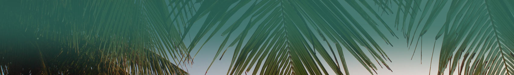 Palm tree leaves